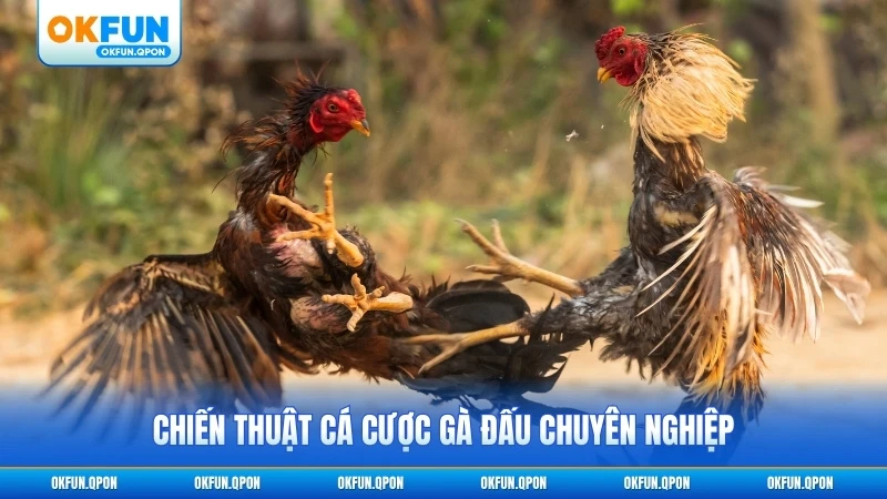 Chiến thuật cá cược gà đấu chuyên nghiệp